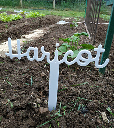 Etiquette de jardin haricot